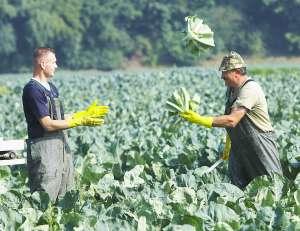 Feldarbeiter bei der Blumenkohlernte