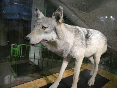 Der Wolf in NRW: Ausstellung im Kreishaus eröffnet