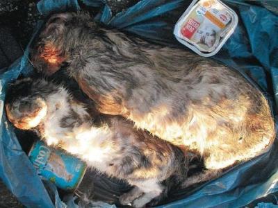 Tote Katzen im Müllcontainer