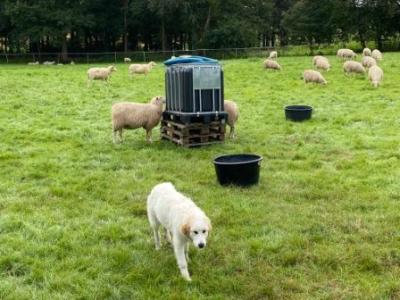 Herdenschutzhund in der Schafherde